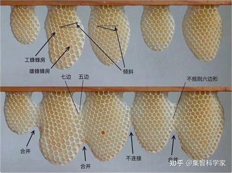 蜜蜂築巢條件|蜜蜂築巢，不只遵循簡單規則，也懂規劃設計